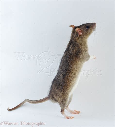 Agouti Tame Rat Tripoding Photo Wp10638