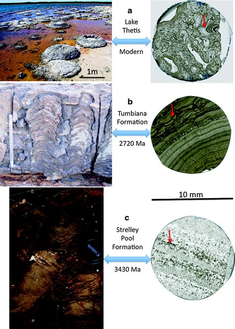 Stromatolites In The ∼3400 Ma Strelley Pool Formation Western