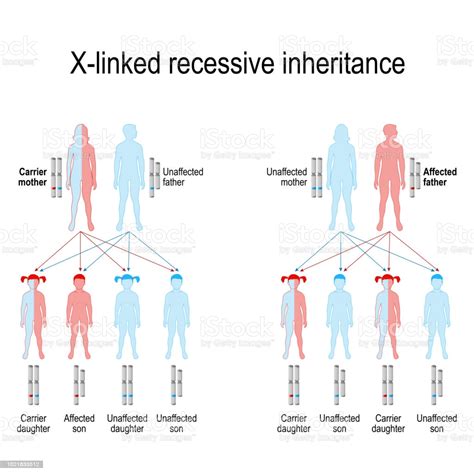 Recessive traits may skip generations and will affect both genders equally. Xlinked Recessive Inheritance Stock Illustration ...