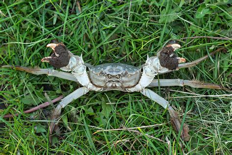 Chinese Mitten Crab Norfolk Non Native Species Initiative
