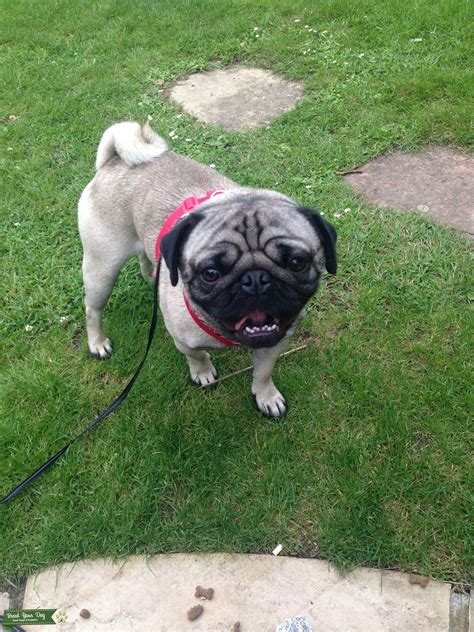 Amazing Pug desperate For female companion - Stud Dog in Herts , the