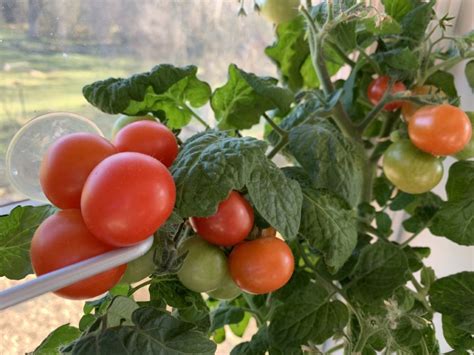 How To Grow Early Tomatoes Saras Kitchen Garden