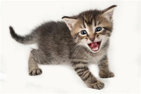 Kittens Meowing — How And Why Baby Cats Meow Catster