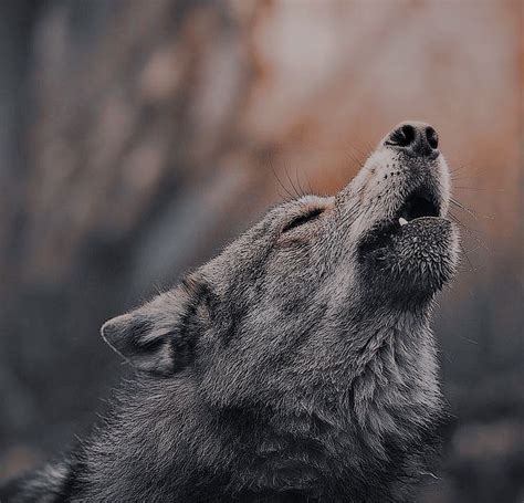 Pin By 𝑒𝑣𝑖𝑒𝑒𝑒 On Oc Keira Werewolf Aesthetic Most Beautiful