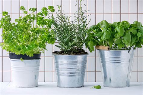 3 Steps To Grow Your Own Herb Garden Plushcare