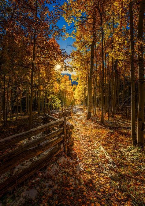 Autumn Leaves On Stone Path The Fall Path Colorado By Toby Harriman