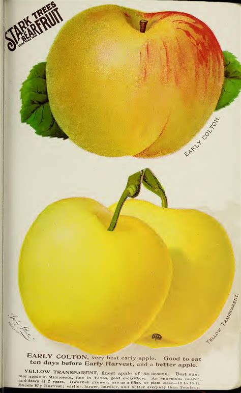 Stark Bros Nurseries And Orchards Co Stark Fruit Book107 Fruit
