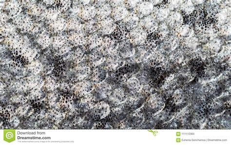 Fish Skin Background Silvery Scales Close Up Stock Photo Image Of