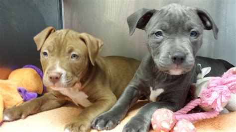 Nine Puppies Available For Adoption At Heritagehumanesociety Humane