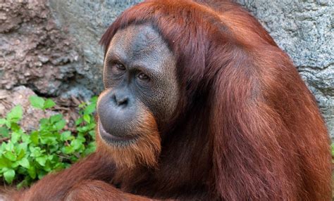 Un Estudio Con Orangutanes Trata De Explicar Las Causas De La Obesidad