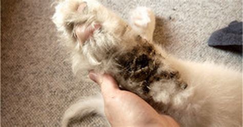 Take things slowly, and don't be surprised if you can't remove all the mats in one seriously matted cats require veterinary attention. How to shave matted dog paws | eHow UK