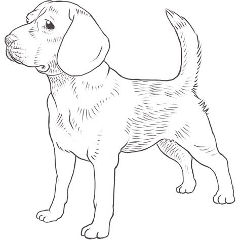 Beagle Dog Breed Information Dog Breeds List