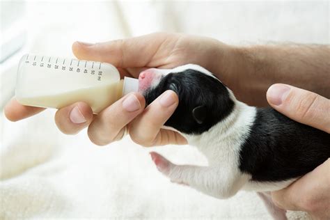 How To Take Care Of Newborn Puppies