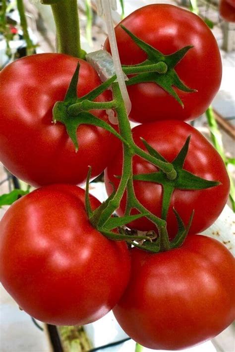 18 Of The Best Heirloom Tomato Varieties To Grow Gardening Chores