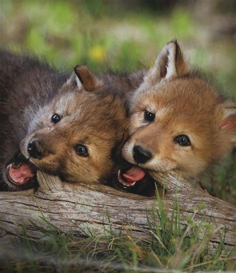 Pin By Debra Hernandez On Wolves Baby Wolves Baby Animals Wolf Pups