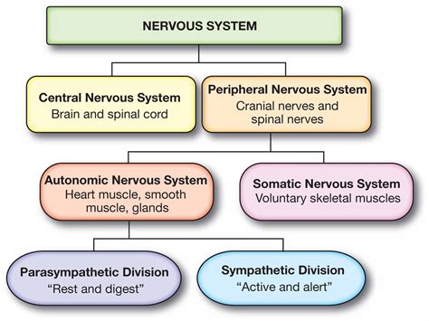 Divisions Of Nervous System Flow Chart