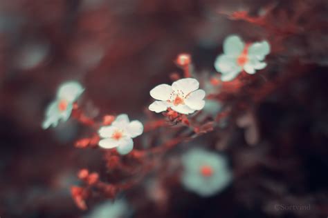 Wallpaper Sunlight Flowers Nature Red Plants Branch Cherry