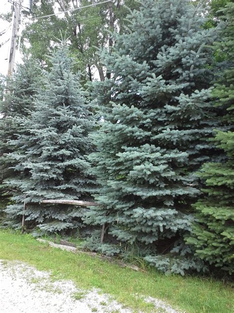 How To Grow Colorado Blue Spruce Growing Colorado Blue Spruce Trees