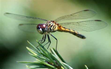 Beautiful Wallpapers For Desktop Dragon Fly Wallpapers