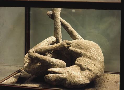 publicfigure: ANCIENT ROMAN DOGS