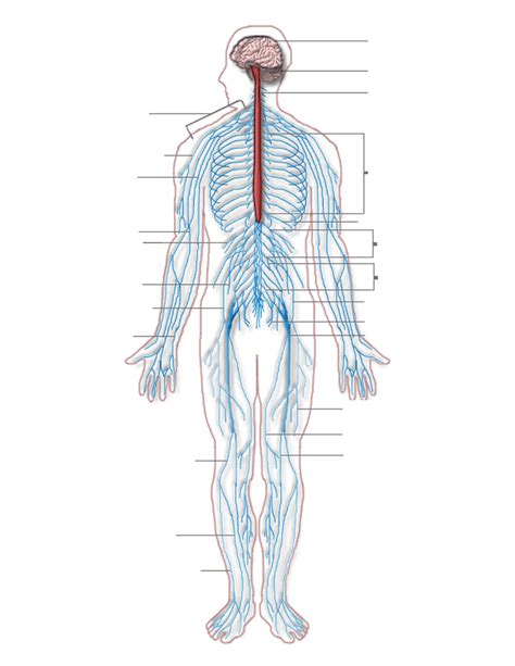 An online study guide to learn about the structure and function of the human nervous system parts using interactive animations and diagrams demonstrating all the essential facts about its organs. Nervous system diagram blank - /medical/anatomy/nervous_system/Nervous_system_diagram_blank.png.html