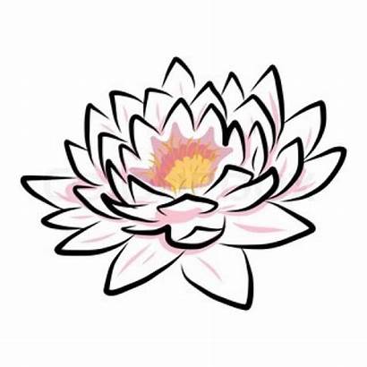 Lotus Symbols Spiritual Meanings Flower Symbol Buddhism