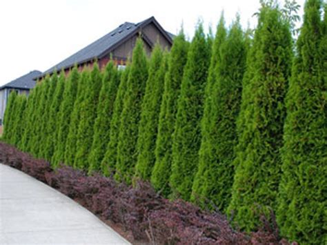 115 Amazing Ideas To Make Fence With Evergreen Plants Landscaping