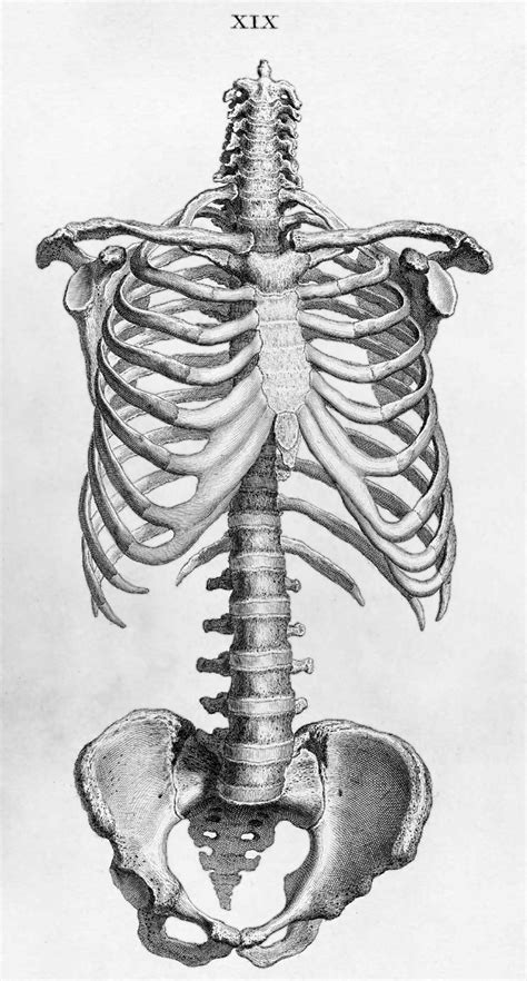 The rib cage is the arrangement of ribs attached to the vertebral column and sternum in the thorax of most vertebrates, that encloses and protects the vital organs such as the heart, lungs and great vessels. File:William Cheselden body.jpg - Wikimedia Commons