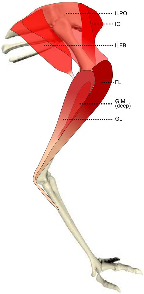 Chicken Muscles Anatomy - Anatomical Charts & Posters