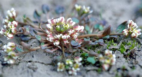 Flora Of The Canadian Arctic Archipelago Cochlearia Groenlandica L