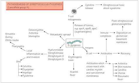 Streptococcal Infections Bacteriology