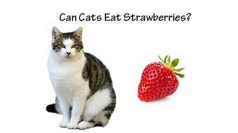 Facebook twitter reddit pinterest email. Can Cats Eat Strawberries? The Benefits and Risks ...