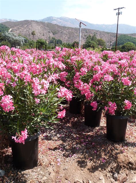 Nerium Oleander Pink T Y Nursery