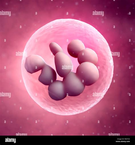 Medically Accurate Illustration Of A Megakaryocyte Stock Photo Alamy