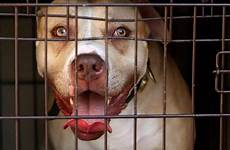 dog banned pitbull breeds behaviour london poll rather breed epidemic illegal warn mps fighting sbrana uccide bimbo revealed likely tougher