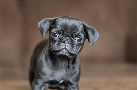 Cute Black Pug Puppy Black Pug Puppies Pug Puppies Pug Mixes