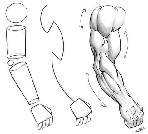 Drawing An Arm Tutorial By Robertmarzullo Arm Anatomy Anatomy