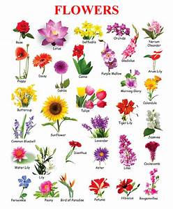Flowers Name In English Toppers Bulletin