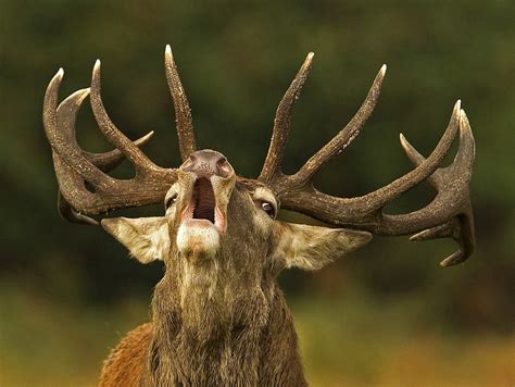 500 Animal Horns Photo Contest