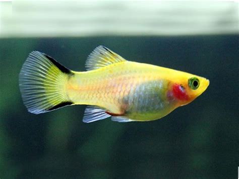 Where To Buy Blue Coral Platy For Beginner Pet Fish Aquariums