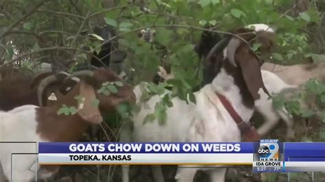Goats For Weed Removal Youtube