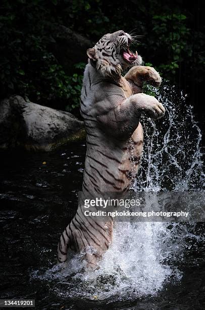 White Tiger Jumping Photos And Premium High Res Pictures Getty Images