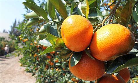 Primeras exportaciones de mandarina satsuma a Japón empezarán en mayo ...