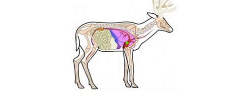 Deer Anatomy Model