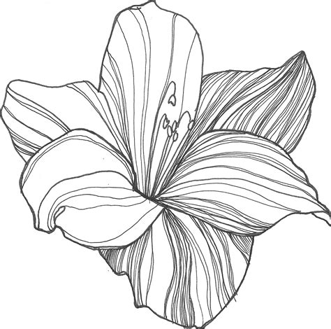 Drawing Of Flowers Clipart Best