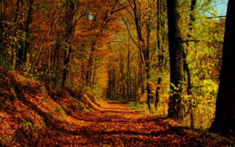 45-autumn-forest-desktop-wallpaper-on-wallpapersafari