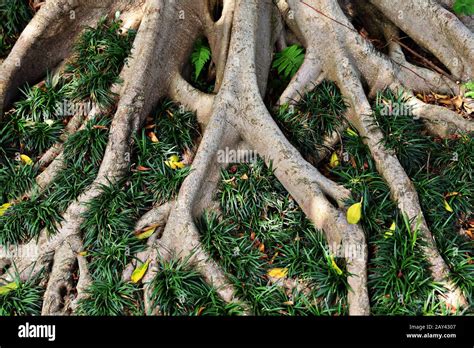 Tree Root Underground Hi Res Stock Photography And Images Alamy