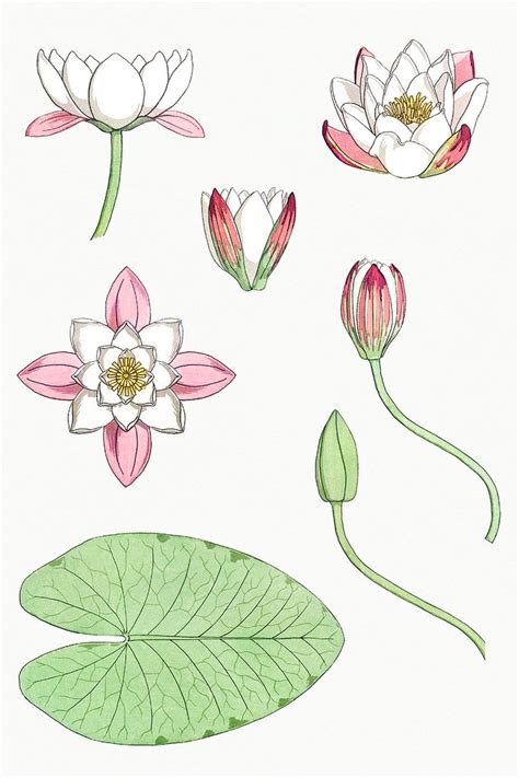 Download Premium Illustration Of Vintage Water Lily Flower Set Design
