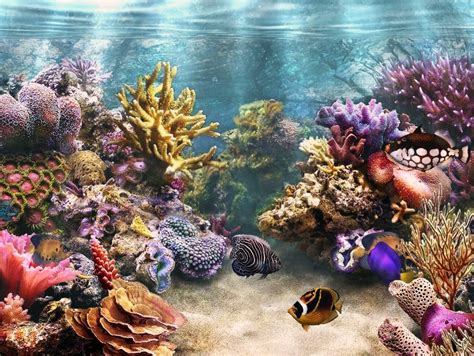 Terumbu karang (coral reef) bukan sekedar menjadi tempat namun terumbu karang mempunyai fungsi dan peran yang tidak bisa diremehkan bagi lingkungan secara keseluruhan (baik di laut, pesisir, maupun. Indonesia Tourism: Merancang Akuarium Terumbu Karang ...