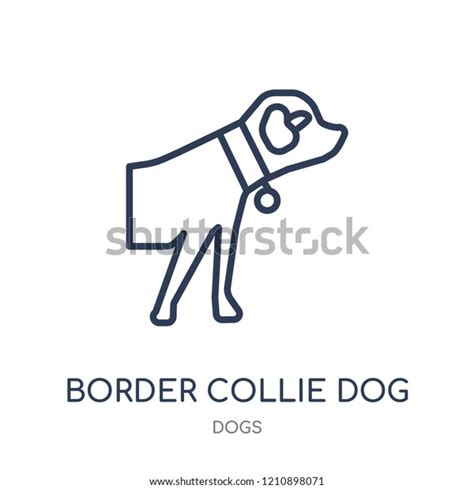 Border Collie Dog Icon Border Collie Stock Vector Royalty Free